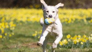 Labrador Retriever häufigste Hunderasse in Thüringen