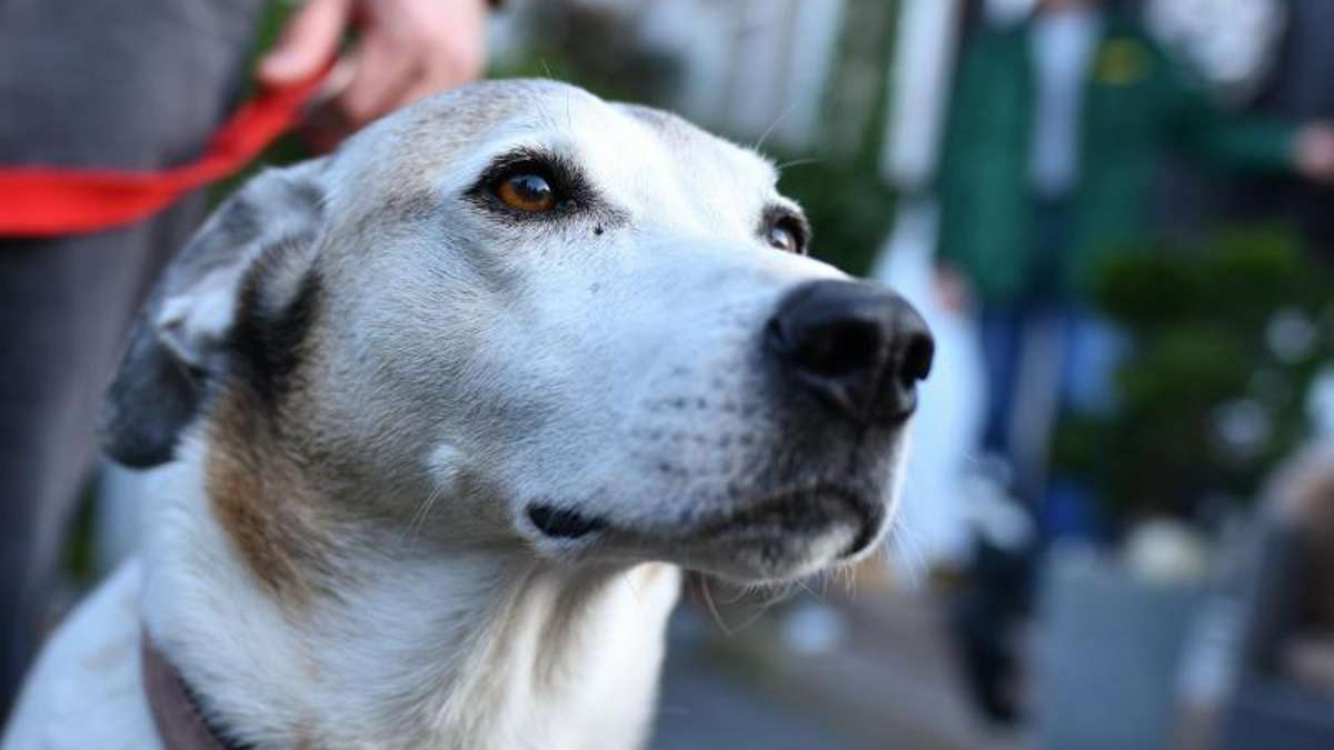 Kulmbach: Schneckenkorn-Köder töten Hund