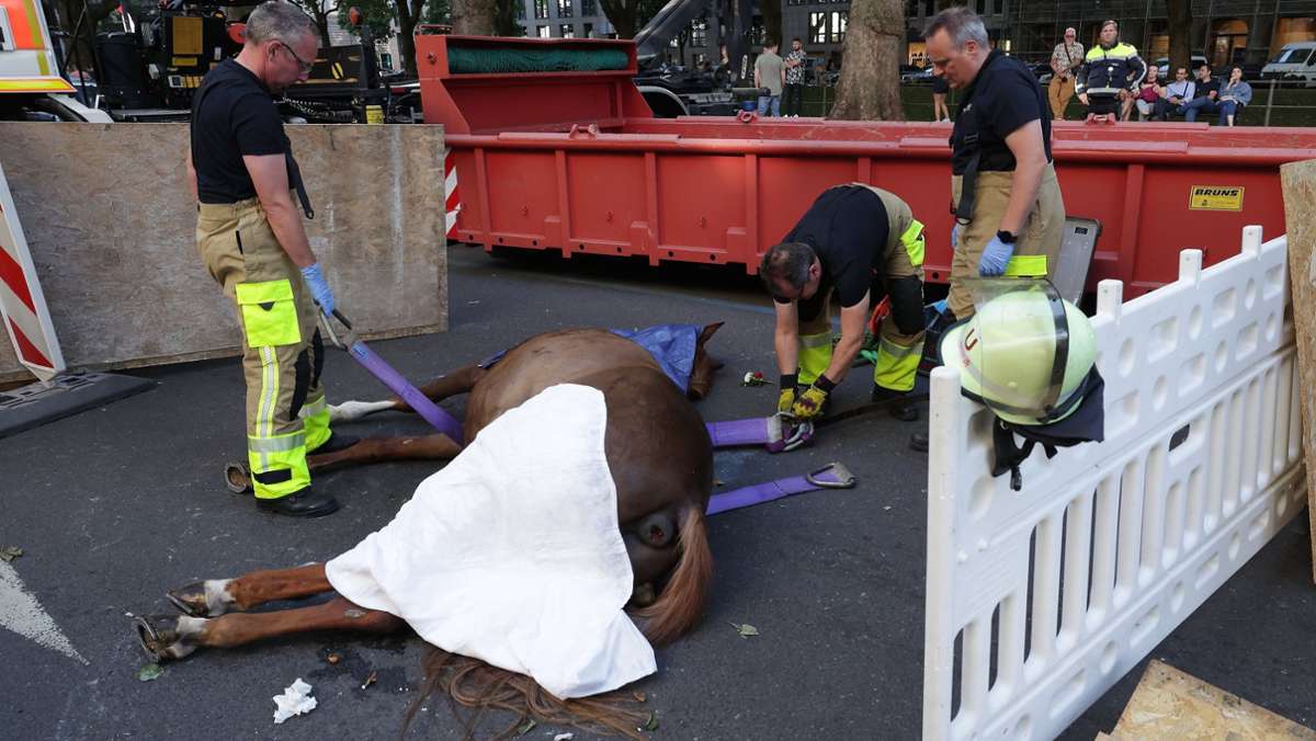 Düsseldorf: Pferd bricht zusammen und stirbt bei Schützenfest-Umzug