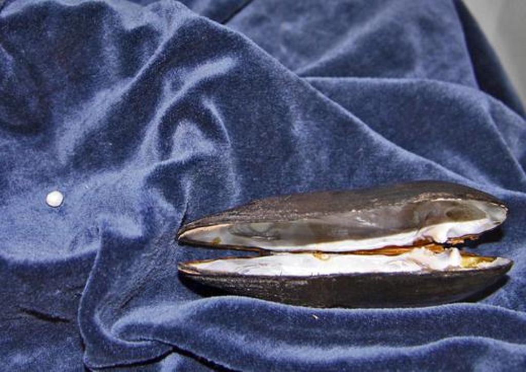 Die letzte Perle aus der staatlichen Perlenfischerei wurde 1952 gefischt.