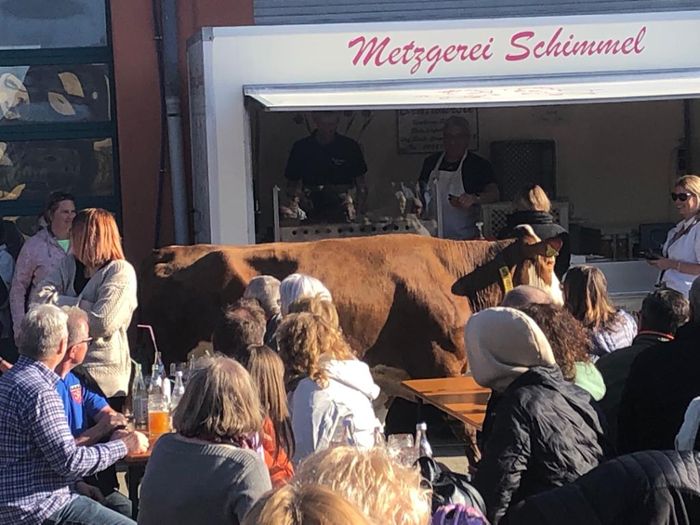 Tauperlitz: Kuh besucht Maibaumfest