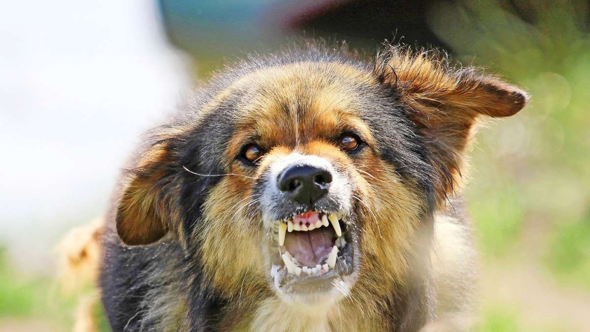 Hundeangriff: Nach Beißattacke bleiben Bilder im Kopf