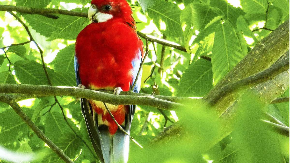 Wem gehört der Vogel?: Papagei fliegt frei in Hof herum