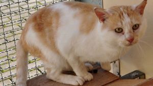 Tierschützer entsetzt: Anwohner hortet 32 Katzen