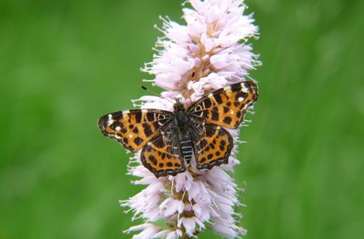 Landkärtchen heißt dieser Schmetterling aus der Familie der Edelfalter, eines der Lebewesen, die bei dem Experiment analysiert werden. Foto: /Naturpark