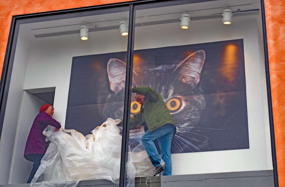 Tierisches statt Leere: Riesige Katzenaugen starren in die Hofer Altstadt