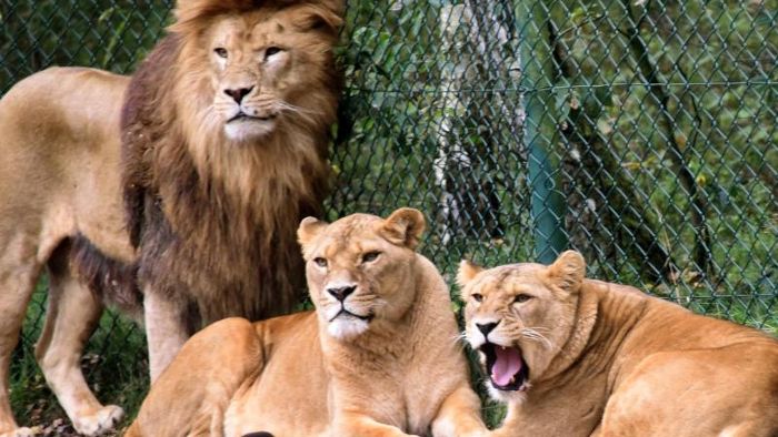Zwei Löwen greifen Tierpfleger an - schwer verletzt