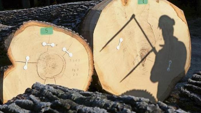 Stadt Hof lässt 76 Bäume fällen