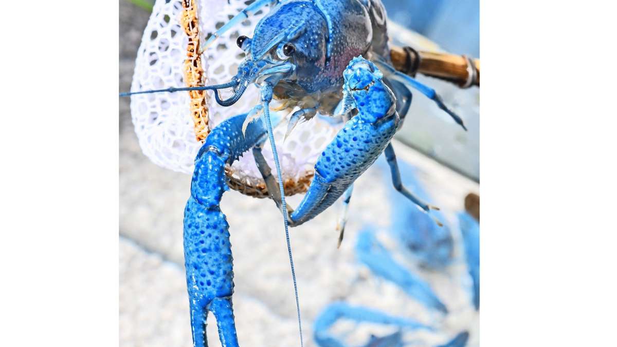 Ungewöhnliche Haustiere: Blaue Krebse fürs Aquarium