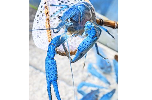 Von wegen „krebsrot“. Blau geht auch: Ein Procambarus alleni oder kurz „Alleni“ ist relativ friedlich und zudem  recht anspruchslos, daher ist dieser Krebs auch für Anfänger zu empfehlen. Foto: dpa/Kirsten Neumann