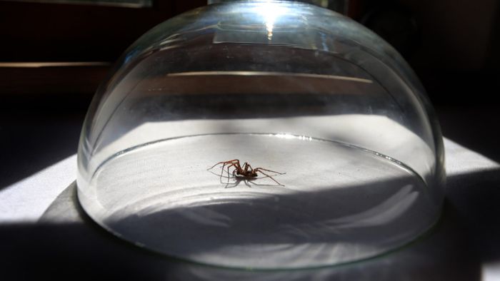 Wunsiedel: Spinne im Supermarkt war nicht giftig