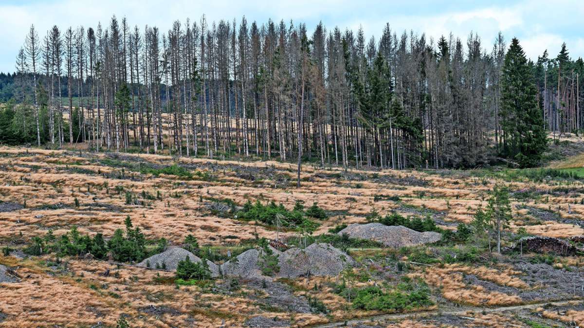 Borkenkäfer-Hotspot: Rettung für den Frankenwald?