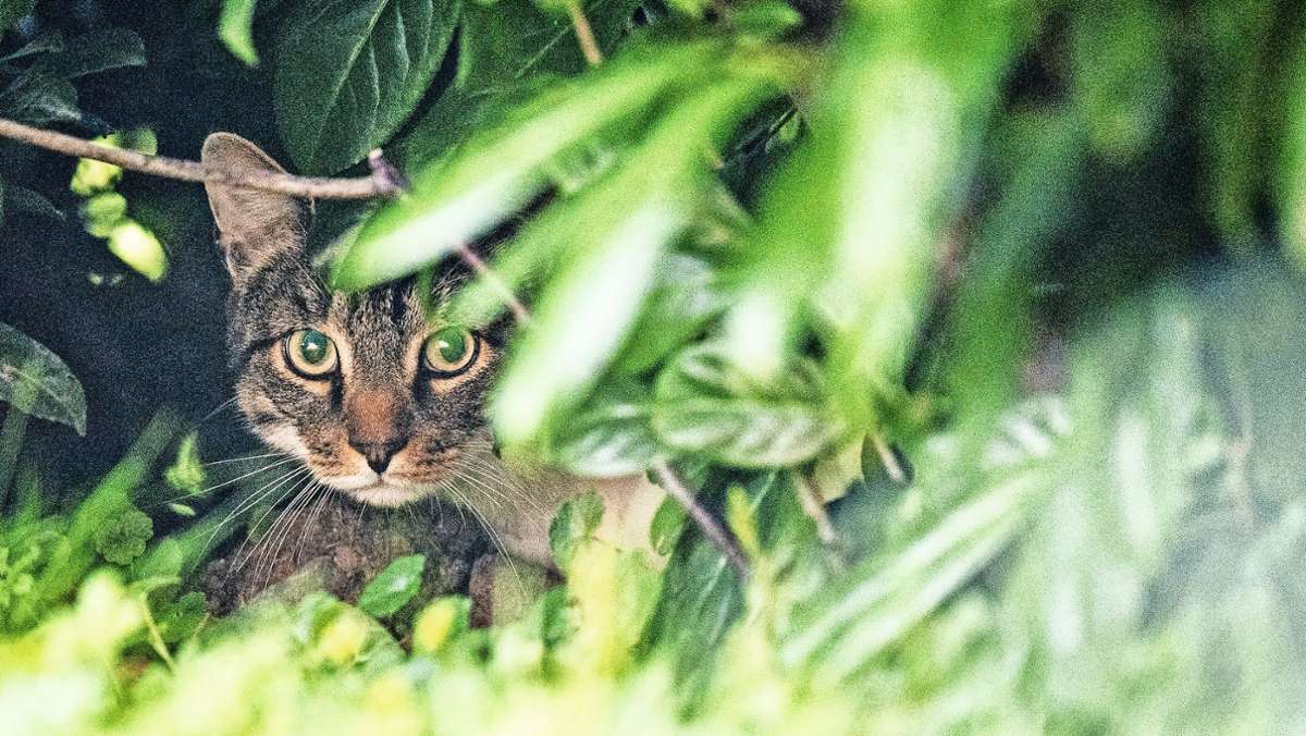 Geflügelpest: In Hof müssen Katzen jetzt drin bleiben