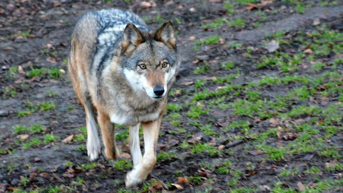 Ähnlich wie auf diesem Foto streifte ein Wolf bei Bad Berneck in alle Ruhe über ein Feld (Symbolfoto). Foto: dpa/Jörn Perske