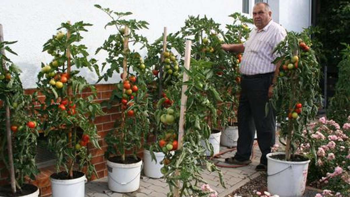 Marktredwitz: Tomaten über Tomaten