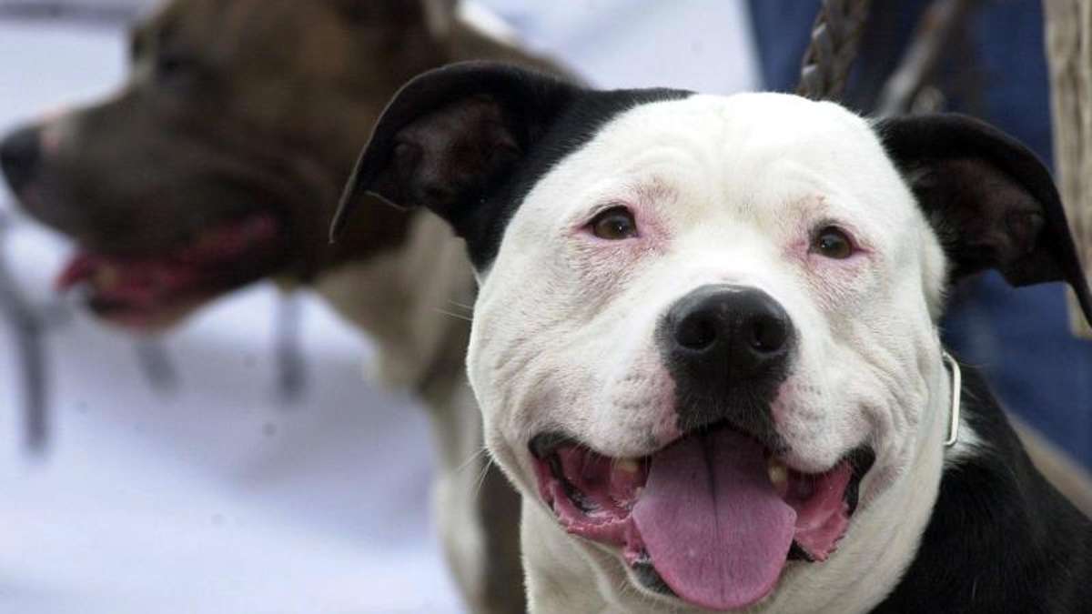Fichtelgebirge: Zwei Pitbulls greifen Hunde an - ein Tier schwer verletzt