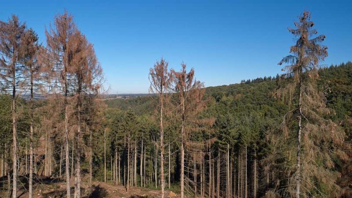 Kronach/Kulmbach: Landräte fordern Masterplan gegen Forstschäden