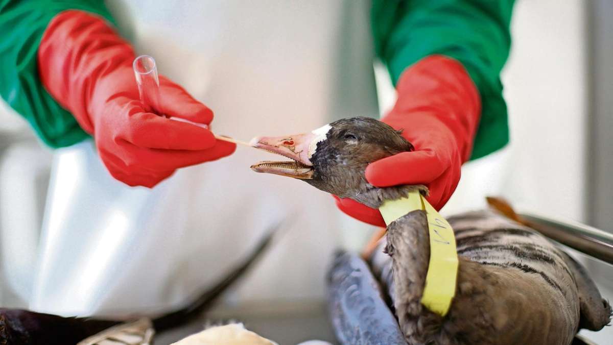 Naila: Die Vogelgrippe ist zurück
