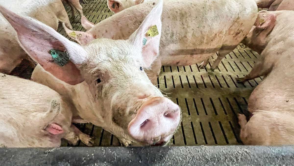 Im Schweinezyklus: Züchter im Fichtelgebirge schlagen Alarm