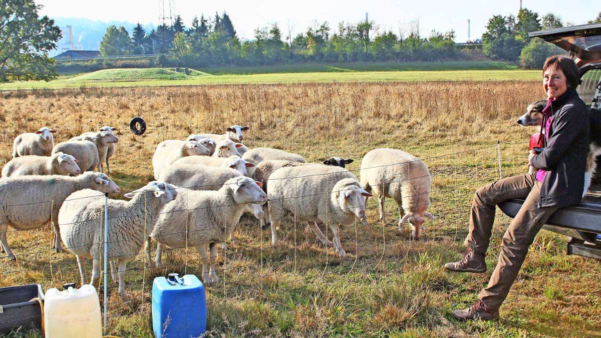 Kulmbacher Flutmulde: Endspurt der tierischen Rasenmäher