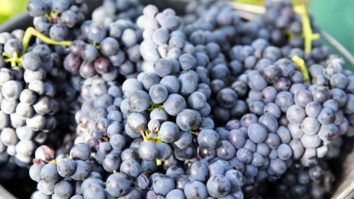 Weinkultur soll ins Unesco-Erbe - Antrag eingereicht