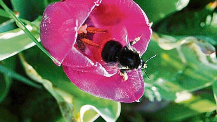 ÖBI thematisiert Insektensterben