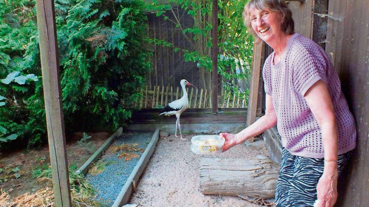 Rehau: Happy End für Ausreißer-Storch
