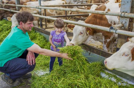 Bio-Landwirt Christian Köllner und Tochter Rosalie füttern ihre Kühe mit  Heu und Grassilage. Von Frühjahr bis  Herbst gibt es neben frischem   Grünfutter von den  Wiesen selbst angebauten Mais und verschiedene Getreidesorten. Foto: /Michael Loose