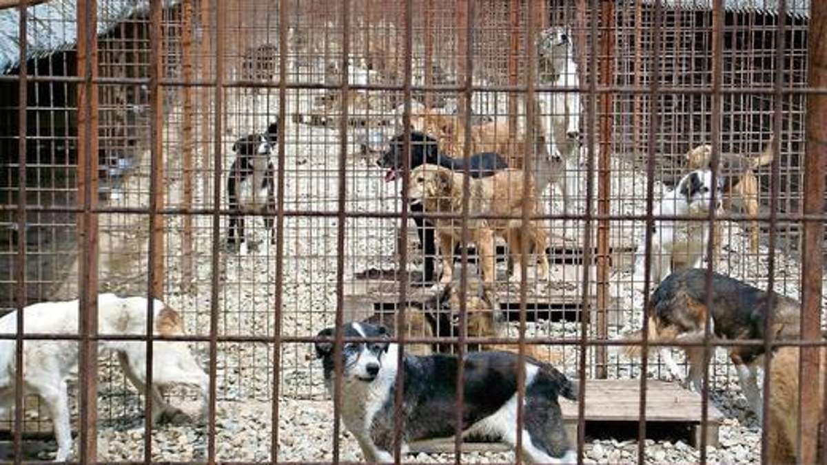 Kulmbach: Streit um Hunderettung