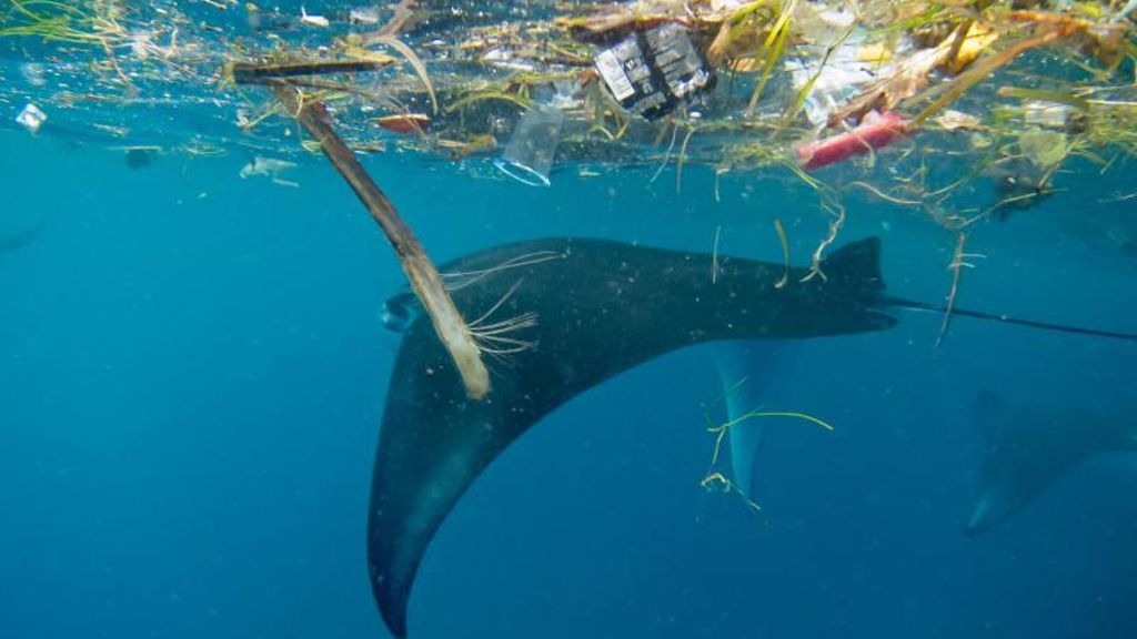 Untersuchung vor Bali: Mikroplastik belastet Mantarochen und Walhaie