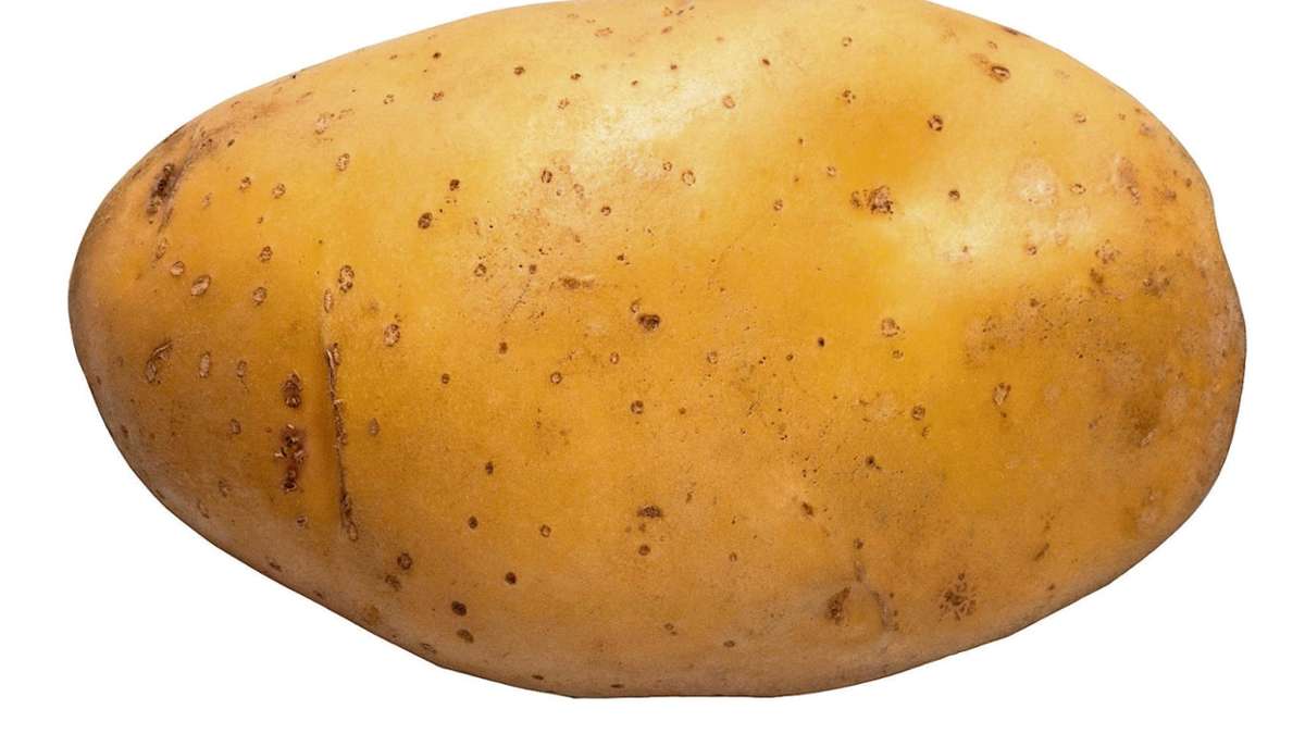Rehau: Niemand erntet die Goldene Kartoffel