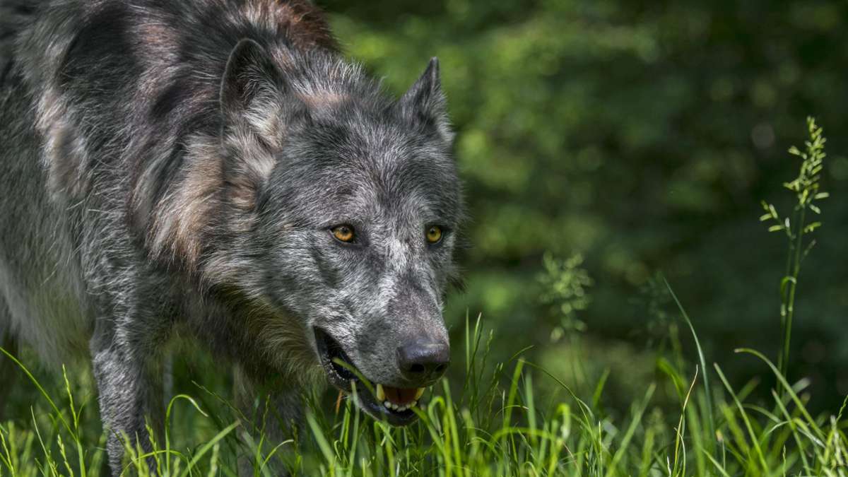 Mehlmeisel: Wildpark schützt sich vor Wolf