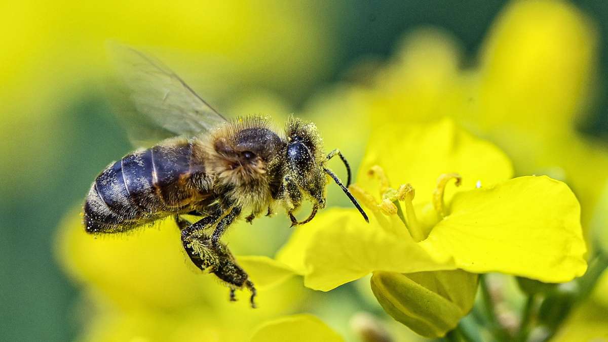Faulbrut bei Bienen in Hof: „Bisher nur fünf Völker betroffen“