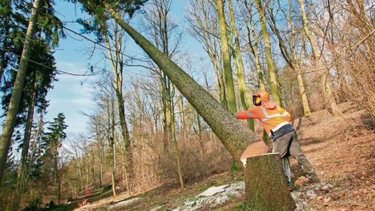 Hof: Mehr als 100 Bäume fallen der Säge zum Opfer