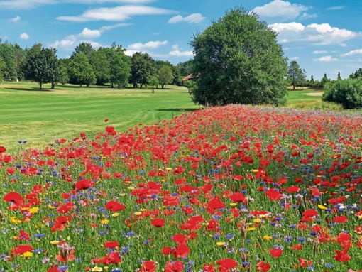 Ein Genuss fürs Auge und gut für die Artenvielfalt: die 2500 Quadratmeter große Blühwiese auf dem Hofer Golfplatz. Foto: Golfclub