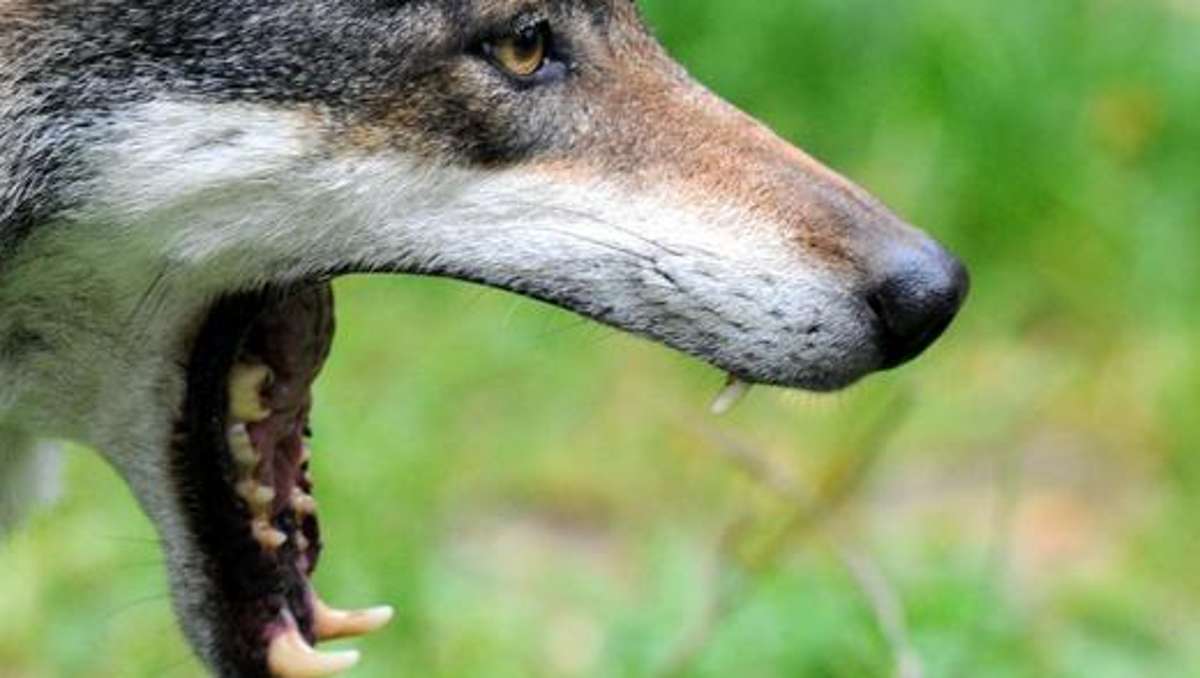 Länderspiegel: Wolfs-Verdacht im Fichtelgebirge