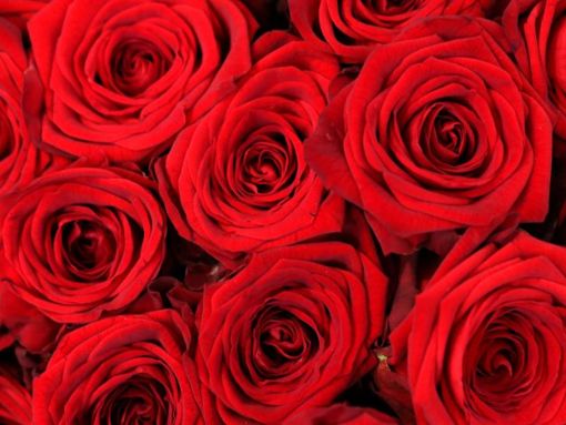 Blüten roter Rosen für den Valentinstag warten in einem Blumenladen auf Käufer. Foto: Roland Weihrauch/dpa/Archivbild