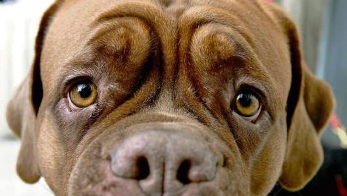 Wunsiedel hat die höchste Hundesteuer