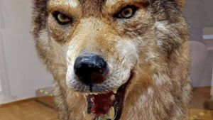 Fakten statt Märchen: Welche Gefahr geht von einem Wolf aus?