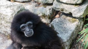Gibbon-Familie wächst in Ruhe zusammen
