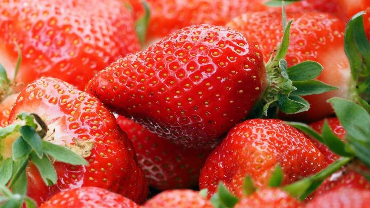 Erdbeersaison: Woran erkennt man frische Erdbeeren?