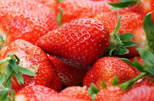 Im Juni und Juli ist die Haupterntezeit von Erdbeeren. Foto: dpa/Soeren Stache
