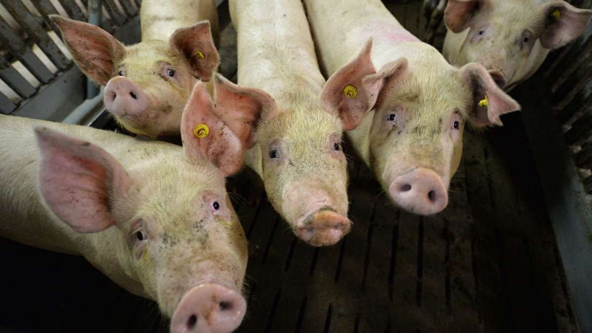 Fleisch wird teurer: Bauern begrüßen Schlachthof-Umbau