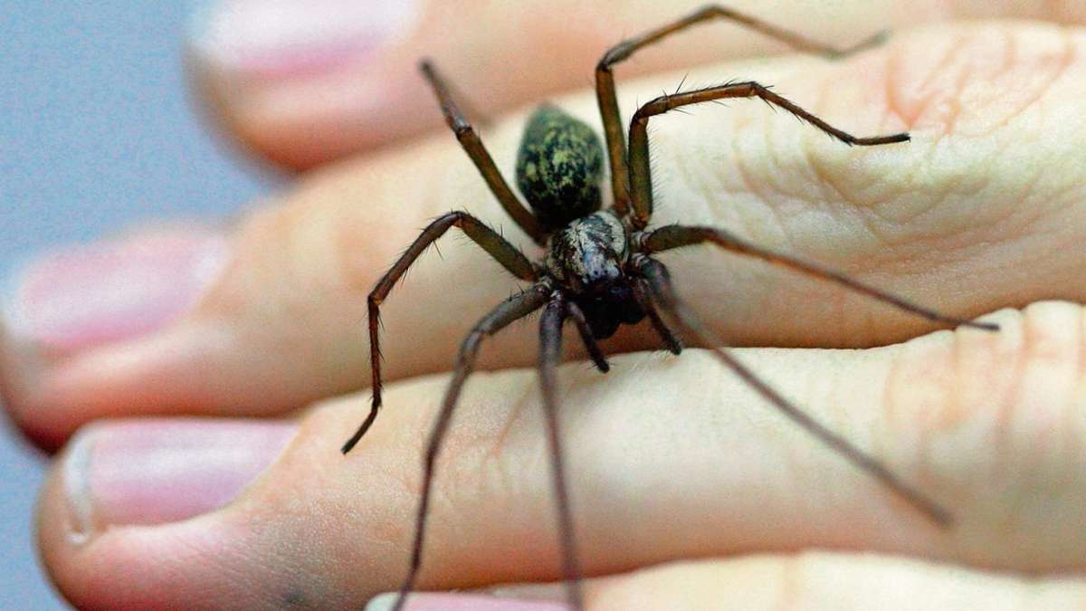 Wunsiedel: Spinnen-Alarm in Haus und Wohnung