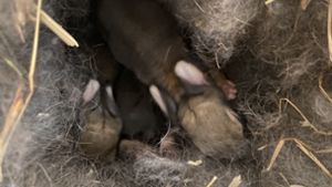Fichtelgebirge: Riesenhäsin bekommt Nachwuchs aus Affäre