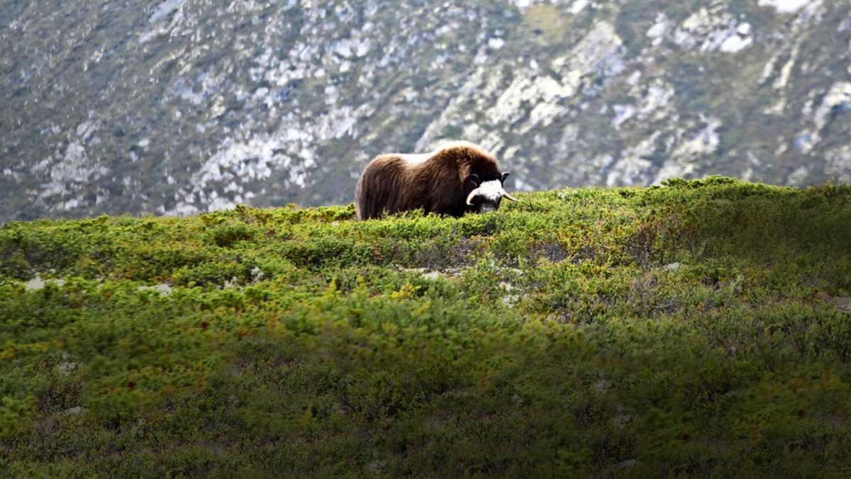Reisen in Norwegen: Unterwegs in Norwegens Tundra