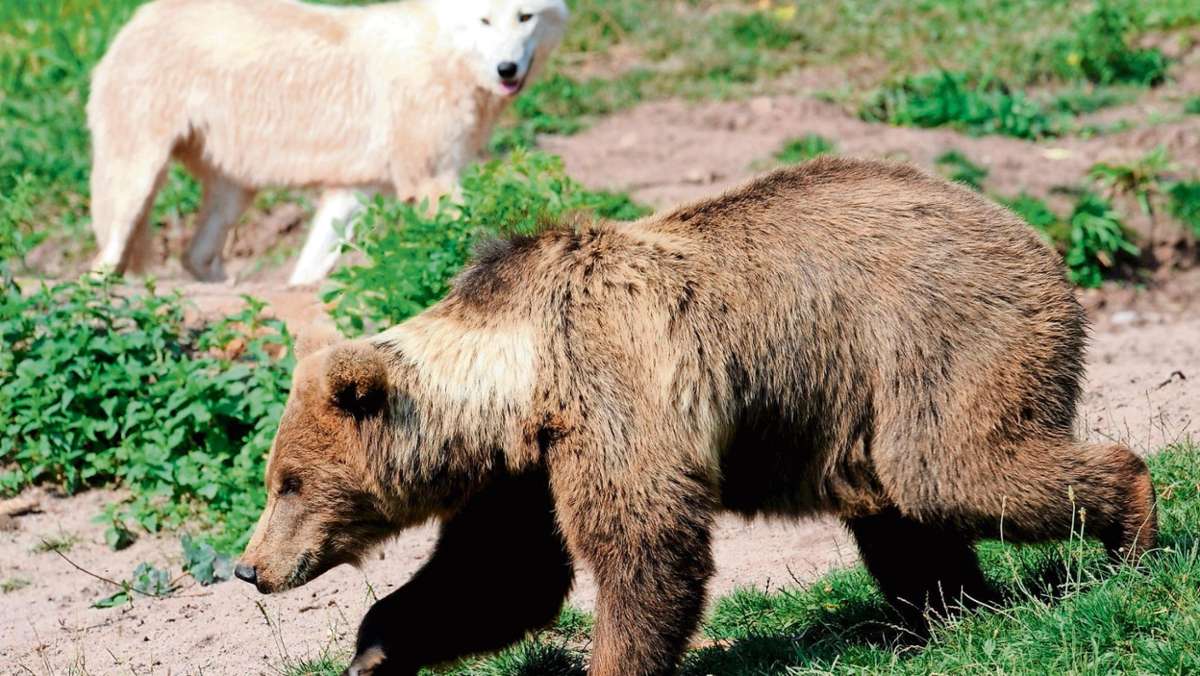 Mehlmeisel: Aus für Wolf-Bär-Gehege im Wildpark