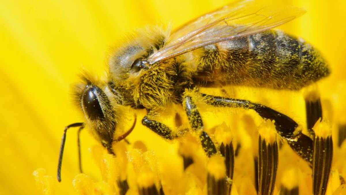 Schwarzenbach: Dieb nimmt sechs Bienenvölker mit