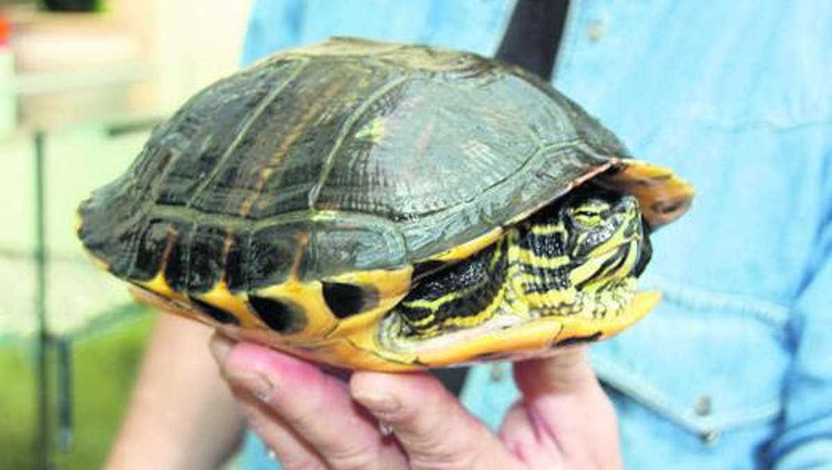 Hof: Immer mehr Schildkröten in Seen ausgesetzt