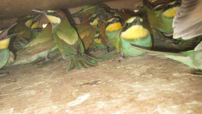 Vögel im Wert von 150.000 Euro: Polizei stoppt illegalen Tiertransport auf A93
